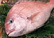 日本と韓国で好む魚がこんなに違うの？